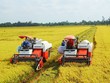 Ngành gạo cần giữ chất lượng, thương hiệu gạo giữa biến động lương thực toàn cầu.