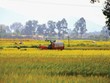 Ngành gạo Việt Nam vẫn đang đứng trước nhiều yếu tố thuận lợi.