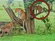 Loài động vật khiến cả gia đình nhà báo hoa mai phải sợ hãi, co ro trốn trên cành cây