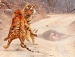 Hổ Bengal tưởng vớ được món quà ai dè lại gặp tai họa