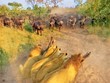 Tình mẹ bao la, trâu rừng nguyện hy sinh tính mạng để đổi lấy bình an cho đứa con trước vòng vây của đàn sư tử