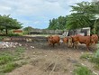 Đường vành đai 2, TP.HCM đoạn từ đường Phạm Văn Đồng đến nút giao Gò Dưa đang thi công dở dang thì tạm dừng từ tháng 3/2020 đến nay. Công trường dự án giờ đây trở thành nơi chăn thả gia súc - Ảnh: Lê Quân
