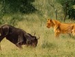 Hành động kỳ cục của linh dương đầu bò khiến sư tử phải "hoài nghi nhân sinh"