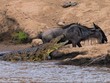 Cá sấu sông Nile vỡ mộng khi gặp phải một con mồi "không biết sợ"