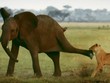 Bị tấn công bất ngờ, chú voi rừng cho sư tử "hiểu" ai mới là chủ nhân của rừng rậm