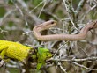 Bị loài rắn kịch độc tấn công, chú tắc kè hoa đáp trả như một "chiến binh"