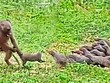 Màn chống trả quyết liệt của cầy mangut trước sự tấn công "như vũ bão" của khỉ đầu chó