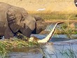 Khi loài voi châu Phi không còn vui tính, cá sấu cũng chỉ là "thú nhồi bông"