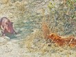 Màn giăng bẫy săn mồi hoàn hảo của báo hoa mai