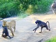 Kế hoạch hoàn hảo của báo hoa mai và màn chống trả quyết liệt của khỉ đầu chó