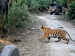 Đang thong dong cưỡi voi, nhóm du khách bất ngờ bị hổ Bengal vồ
