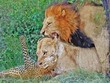 Sư tử đực có hành động bất ngờ ngay giữa cuộc chiến gay cấn với báo hoa mai