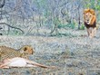 Nỗi đau của báo săn: Bắt buộc phải bỏ con mồi vì gặp phải "khắc tinh"