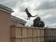 Tuyệt đỉnh kangaroo: Cú nhảy thăng thiên khiến người xem phải "há hốc miệng" kinh ngạc