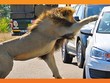 Ranh giới mong manh vừa trải nghiệm và nguy hiểm: Khi Vua sư tử nổi giận