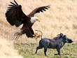 Bí mật săn mồi của đại bàng Martial: Từ quan sát đến tấn công đối thủ