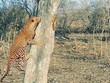 Sóc nhỏ ranh mãnh biến báo đốm thành "một trò cười" 
