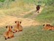 Nghệ thuật săn mồi của sư tử: Chỉ cần ngồi im và đợi con mồi tự tìm đến nộp mạng