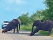 Độc lạ châu Phi: Những chú voi khổng lồ "tập thể dục"