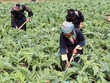 Vùng trồng actiso đạt chuẩn GACP-WHO của Traphaco tại Sapa, Lào Cai