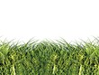 “Xanh” phải từ nhận thức đến hành động
