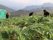 Vùng trồng bìm bìm đạt chuẩn GACP-WHO của Traphaco tại Hòa Bình
