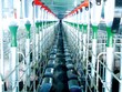 Khung cảnh bên trong trang trại nuôi heo của Mavin.