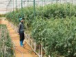 Tín dụng vào các lĩnh vực ưu tiên vẫn có điều kiện để tăng trưởng cao
