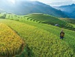 Chính sách tín dụng ưu tiên “phủ sóng” địa bàn nông thôn, miền núi