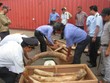 Sừng tê giác luôn là mặt hàng nóng trong công tác chống buôn lậu