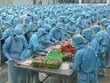 IDI Kl99 nổ hũ khủng từ xuất khẩu cá tra