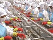 "Vua tôm" Minh Phú cũng dễ bị... tổn thương