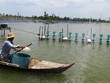 Mô hình nuôi tôm lót bạt trên ao nhỏ đang là cứu cánh cho nghề nuôi tôm.