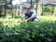 Vườn ươm tiêu giống của anh Phương đang phát triển tốt và chuẩn bị xuất bán