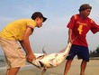 Cá biển chết hàng loạt ở miền Trung vào tháng tư. Ảnh: Đắc Đức
