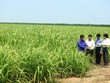 SBT hiện thực hóa ước mơ Đông Dương