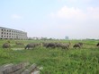 Kiếm trăm triệu nhờ nuôi trâu, thả bò… trong khu biệt thự bỏ hoang Kim Chung - Di Trạch