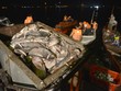  Xuyên đêm giải cứu cá hồ Tây