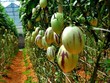 Loại dưa này đang được nhiều khách ưa chuộng và thích thú vì hình dạng khá lạ.

Chủ cửa hàng ở quận Tân Phú cho biết, ngay lúc đầu khi nhập loại này về đã không đủ để bán. Tới nay, nếu khách mua vài kg thì có ngay, nhưng mua với số lượng lớn thì phải đặt mới có. Giá cả tùy từng thời điểm, dao động từ 120.000 đến 200.000 đồng một kg.