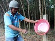 Săn trứng kiến kiếm tiền triệu ở Quảng Nam