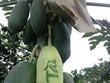 Chữ trên đu đủ được ông Thành sử dụng phương pháp quang hợp tạo thành. Ảnh: Trung Thành.