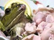 Những món ăn tàn nhẫn nhất thế giới