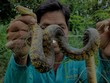 Giăng lưới bắt rắn ở Đồng Tháp Mười