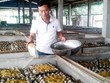 Anh Dũng chăm sóc đàn dế tại trang trại. Ảnh: Hoàng Nam