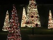 Thông 'lạ' hút khách mùa Noel