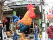 Chiều 21/01 chú gà trống đã được chủ nhân mới là nghệ sĩ Chiến cho dạo phố. Ảnh: Giang Chinh