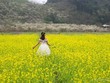 Những cung đường phía Bắc ngắm hoa xuân đẹp mê hồn