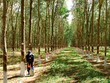 Tây Nguyên không mở rộng diện tích cây cao su