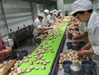 Hầu hết các nữ công nhân trong nhà máy chế biến sò tại làng Sarufutsu đã già. Ảnh:Bloomberg
