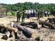 Chủ mưu vụ phá gần 61 ha rừng tại Bình Định là Giám đốc Công ty cổ phần Kl99ok phiên bản mới và Kl992 VIP Trang Chủ 2026 tổng hợp Thương Thảo.
